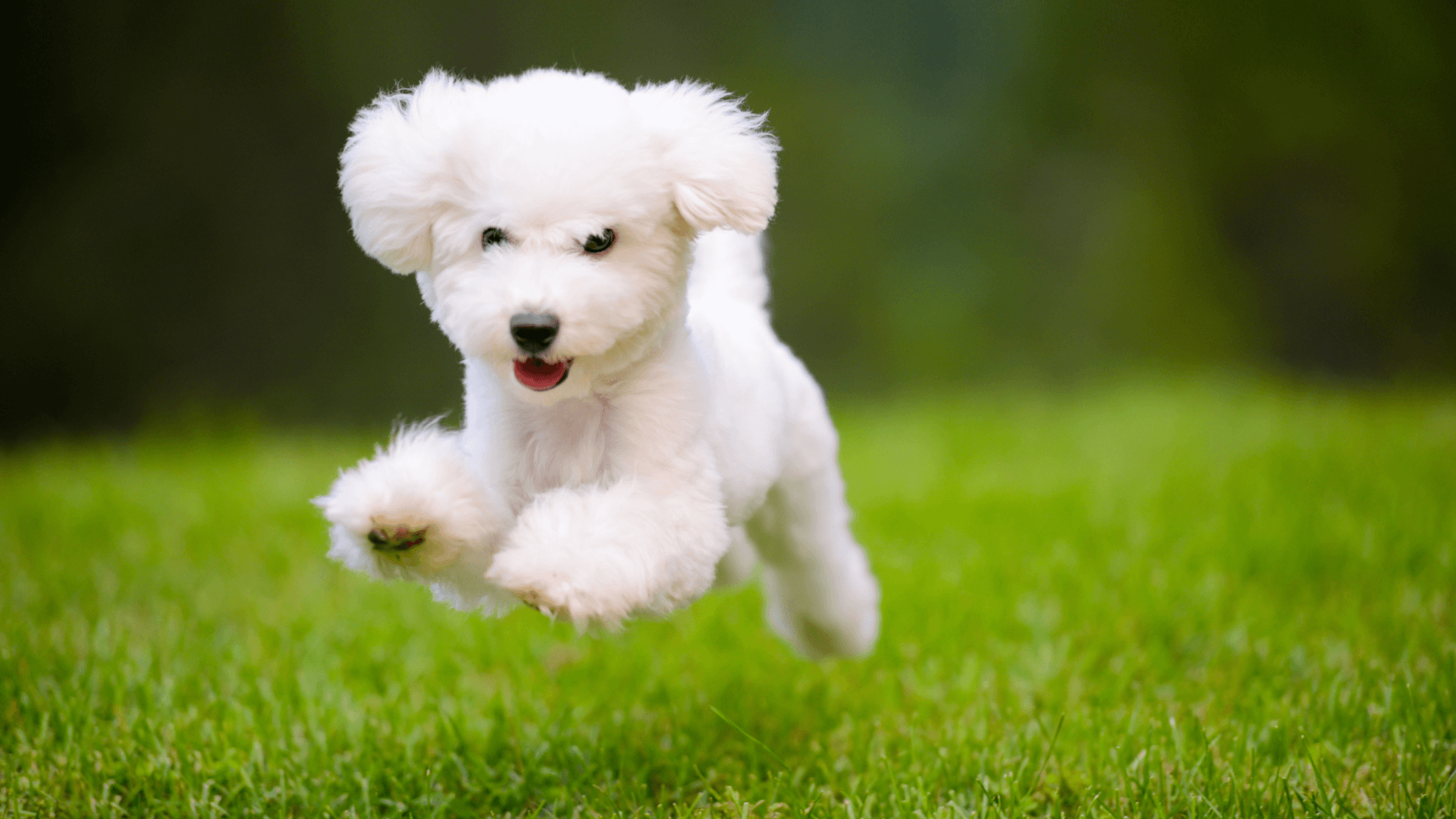 Applications-Columns-PETS